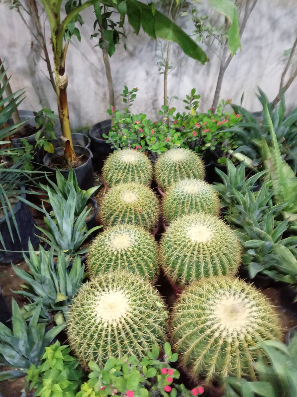 عمل تنسيق حدائق